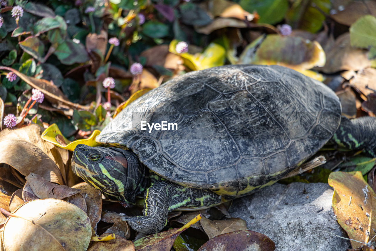 turtle, reptile, animal themes, animal, tortoise, animal wildlife, shell, wildlife, animal shell, nature, one animal, tortoise shell, no people, land, leaf, plant part, sea turtle, outdoors, close-up, plant, day, boredom