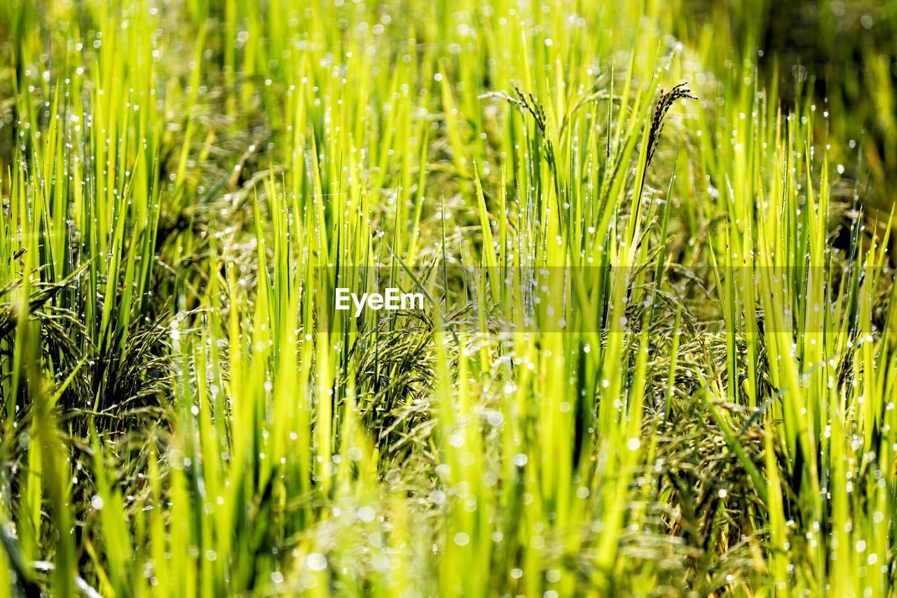 FULL FRAME SHOT OF FRESH GREEN FIELD