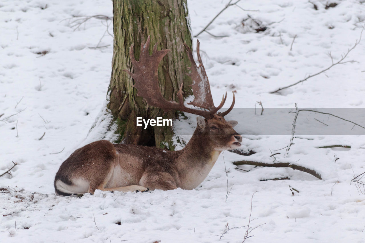 DEER ON SNOW COVERED LAND