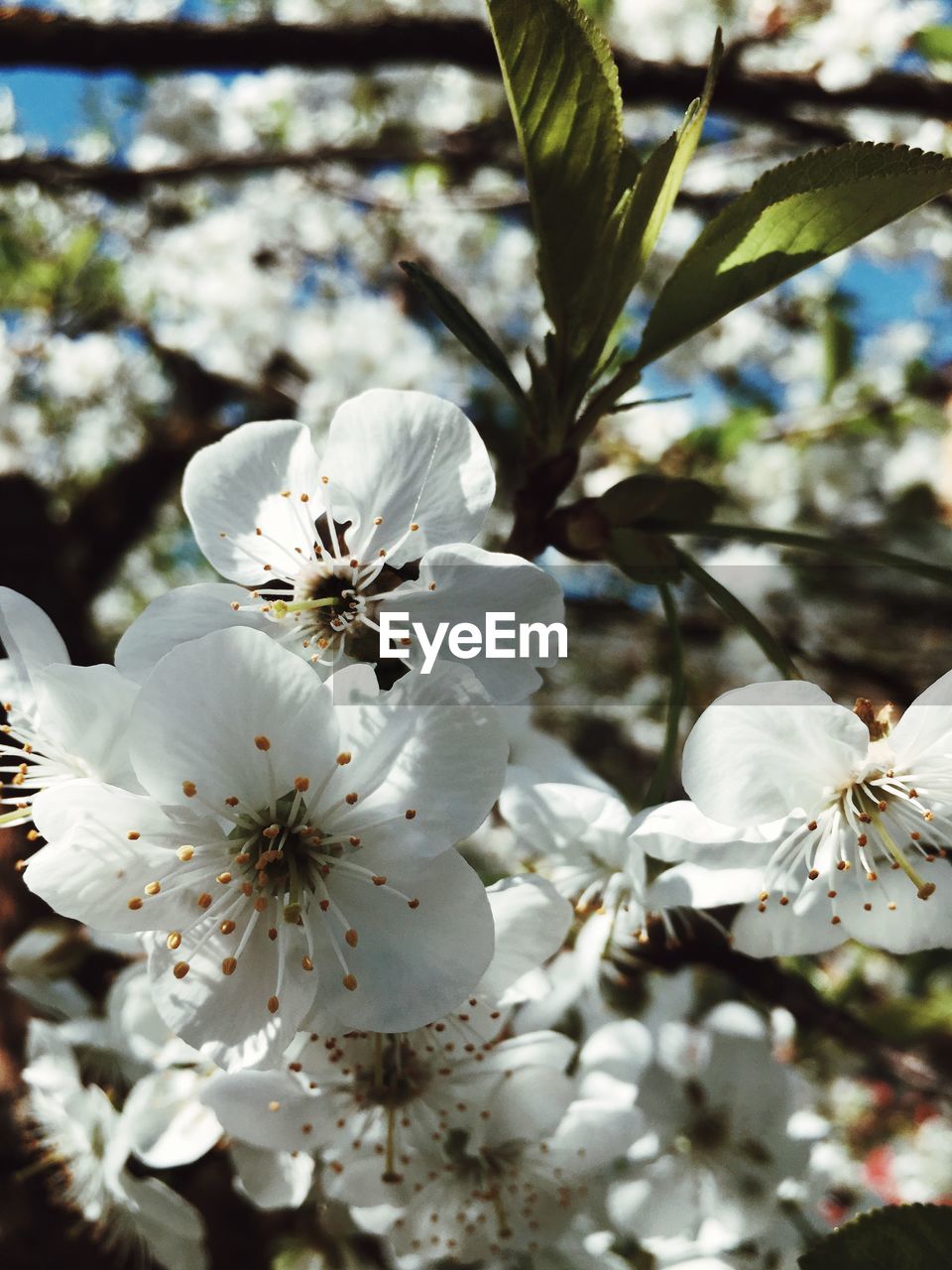 CLOSE-UP OF WHITE CHERRY BLOSSOM