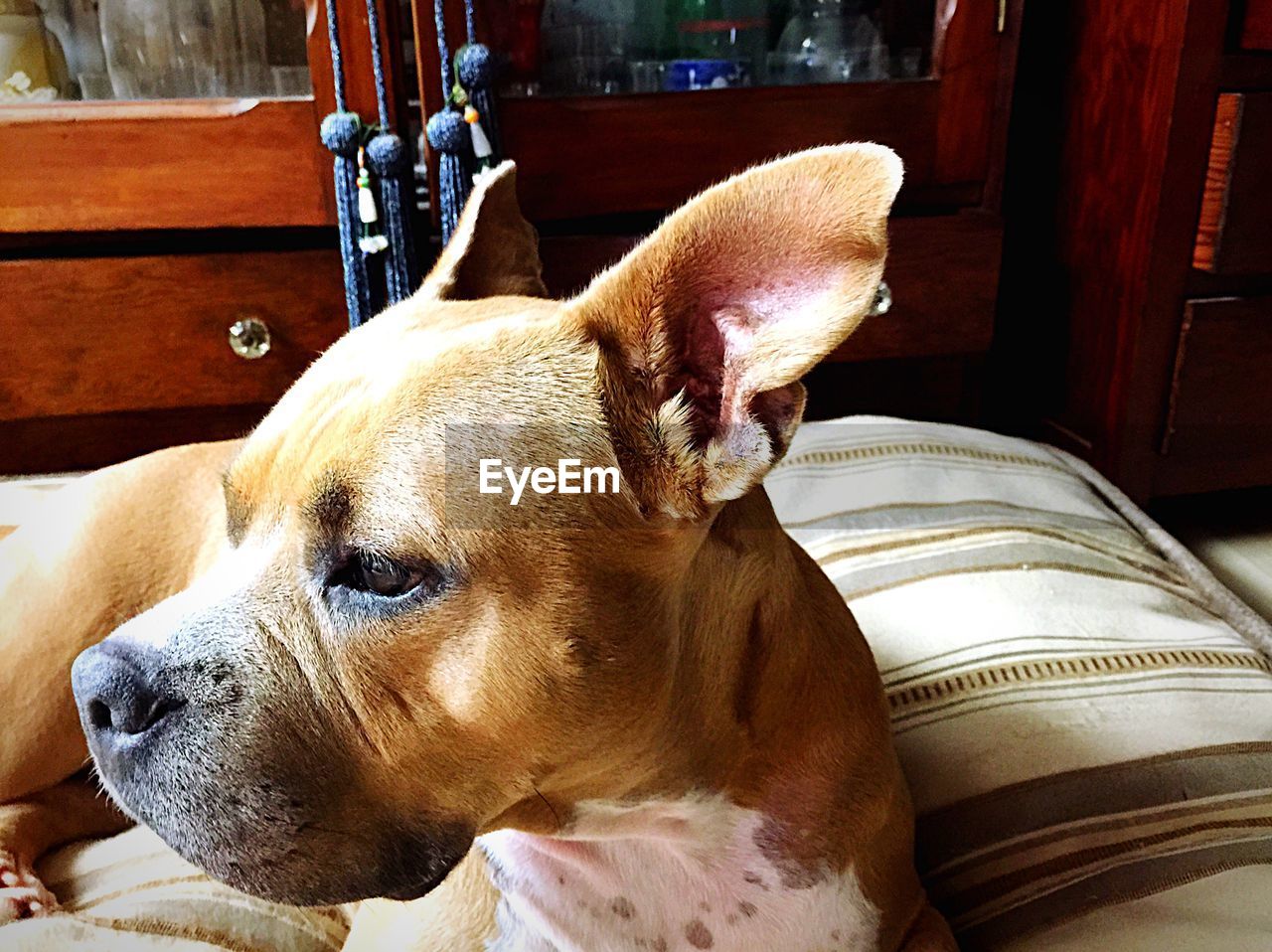 Close-up of staffordshire bull terrier relaxing on bed at home