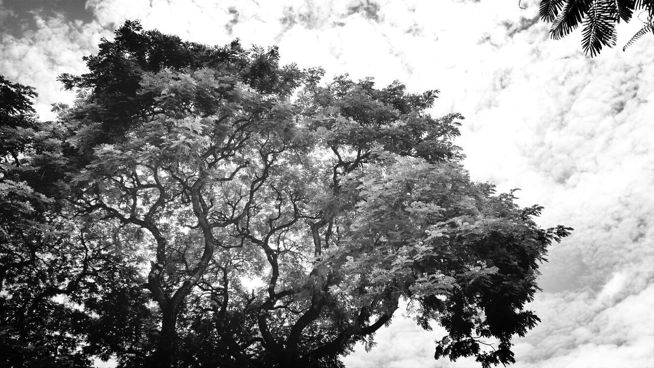 LOW ANGLE VIEW OF TREES AGAINST SKY