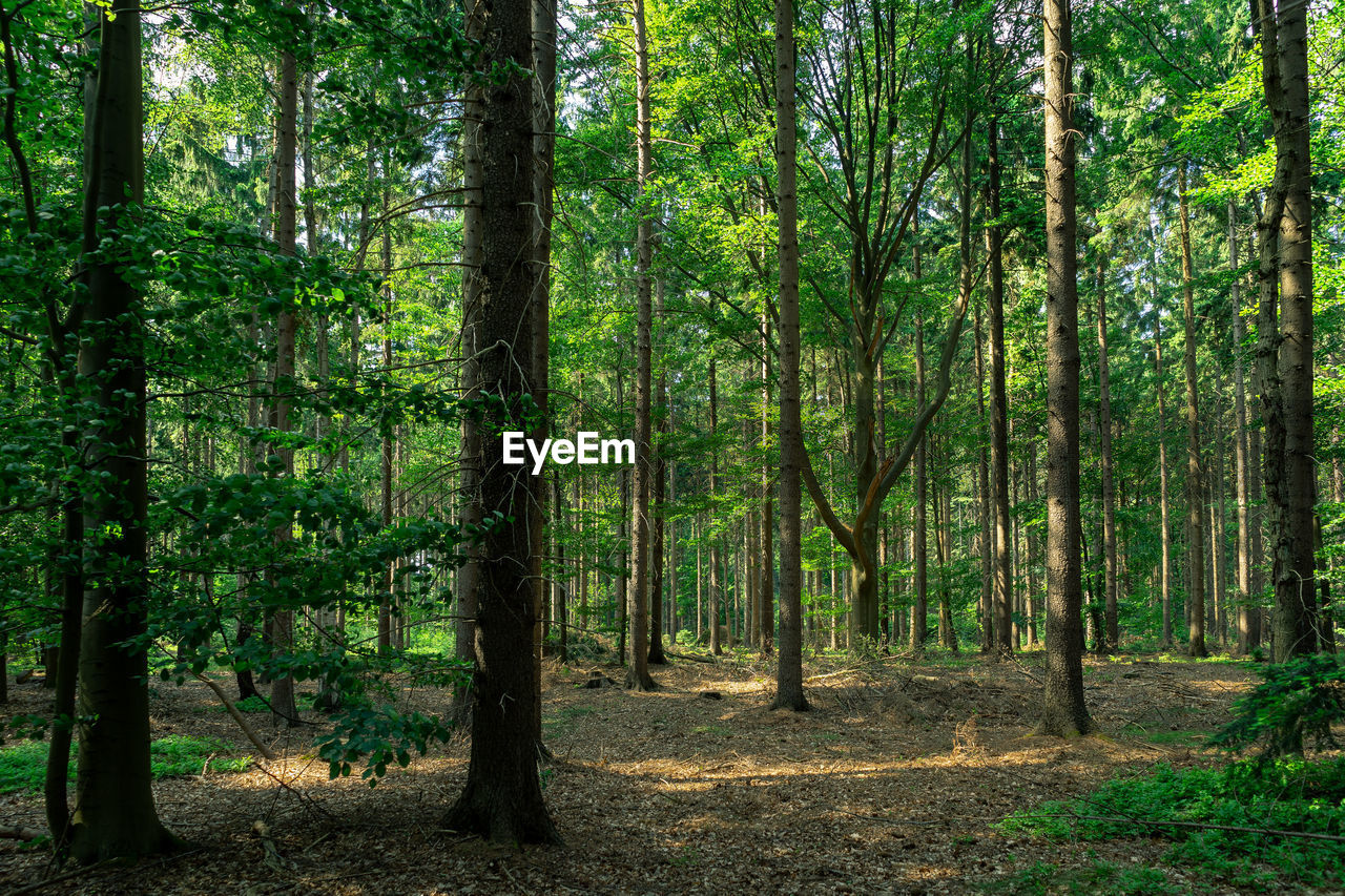 SCENIC VIEW OF TREES IN FOREST