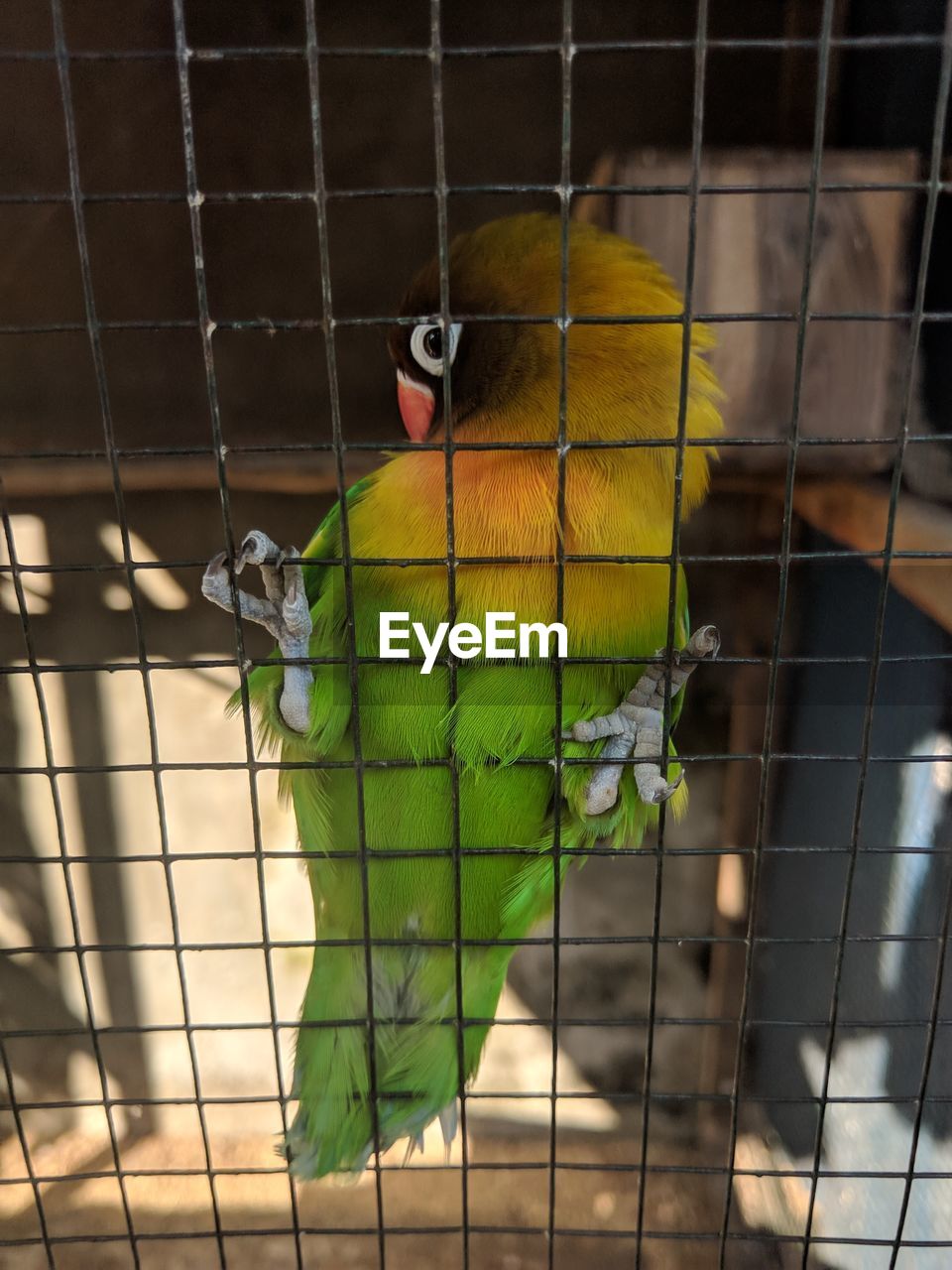 BIRD PERCHING IN CAGE