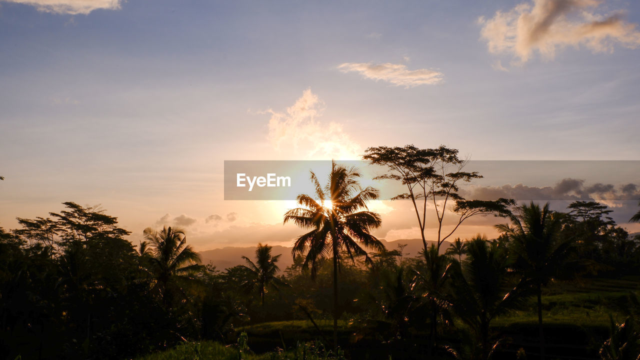 sky, sunset, plant, tree, cloud, tropical climate, nature, palm tree, sunlight, beauty in nature, environment, evening, horizon, scenics - nature, landscape, dusk, tranquility, land, sun, tranquil scene, no people, travel destinations, field, coconut palm tree, outdoors, travel, silhouette, tropics, idyllic, twilight, tourism, growth, afterglow, non-urban scene, vacation, tropical tree, dramatic sky, trip, holiday, water, grass, orange color, leaf, hill, savanna