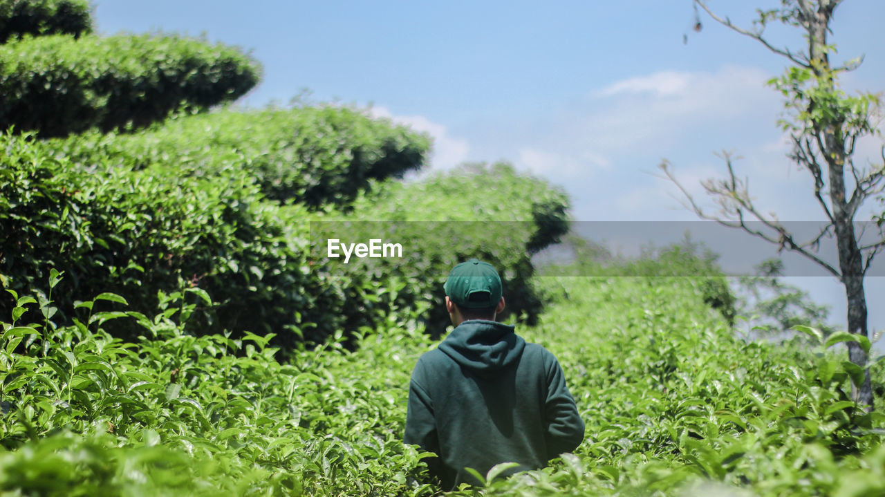 Rear view of young man standing amidst plants