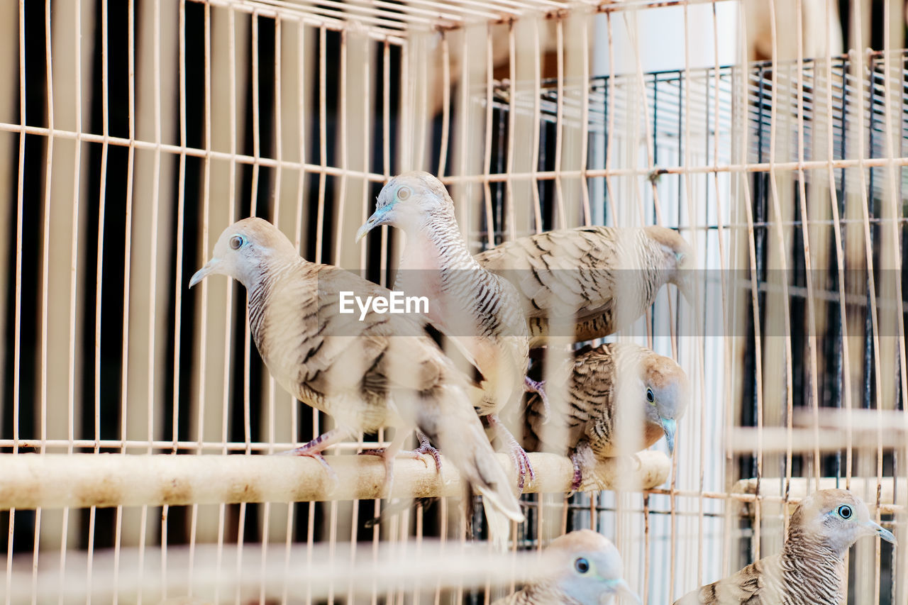 Close-up of birds in cage