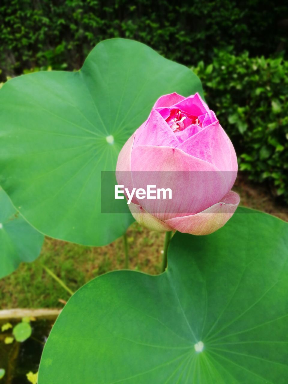 CLOSE-UP OF PINK LOTUS WATER LILY IN GARDEN