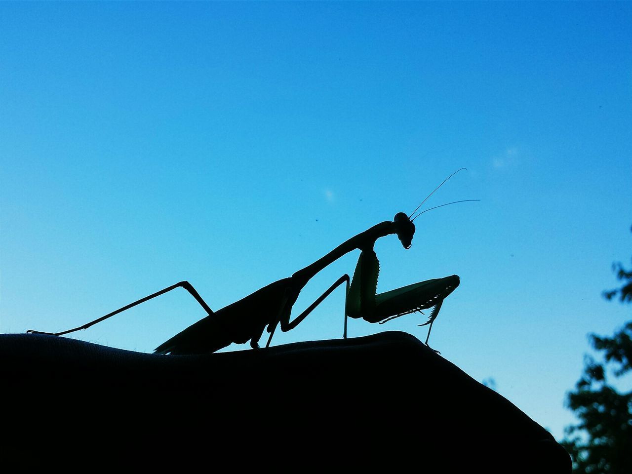 Silhouette of insect