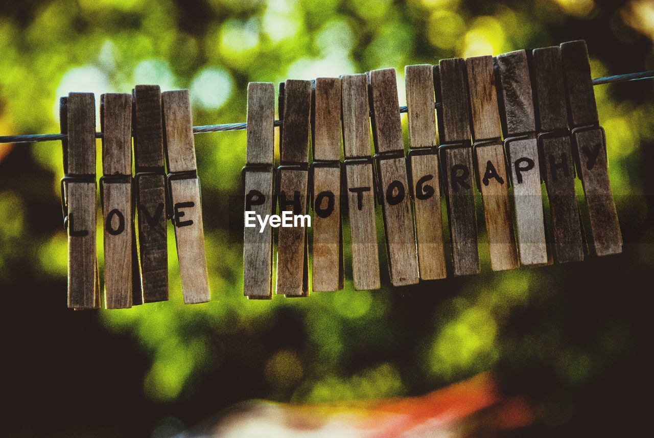 CLOSE-UP OF WOODEN PLANT