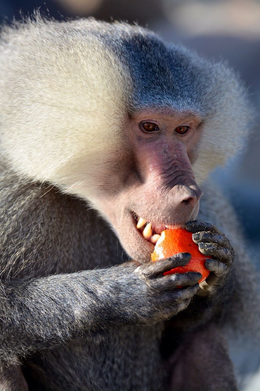 Close-up of baboon eating orange