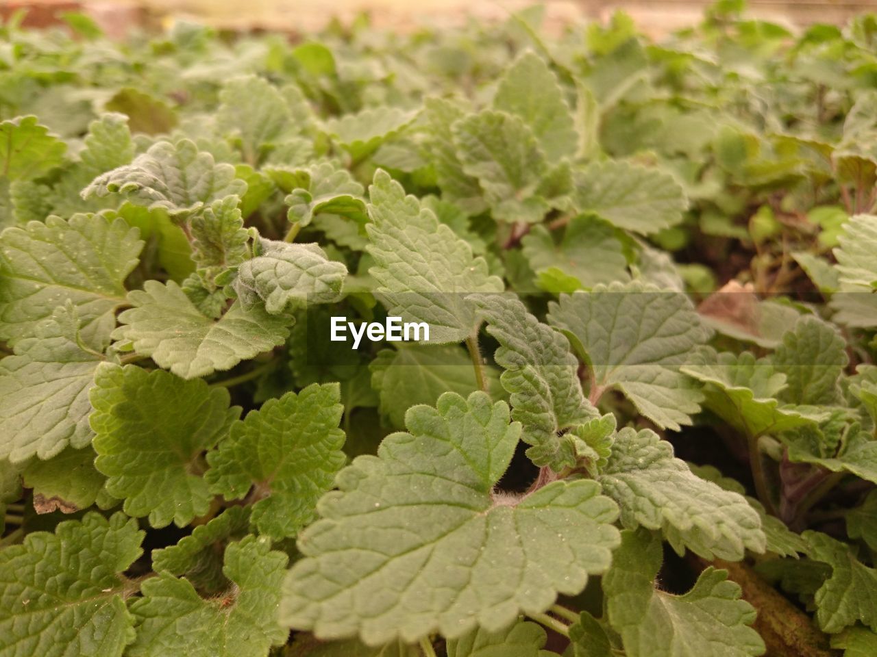 Close-up of peppermint plants growing on field