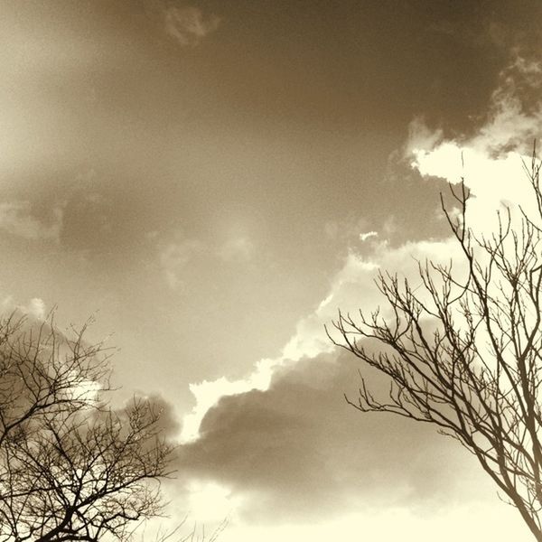 LOW ANGLE VIEW OF TREES AGAINST CLOUDY SKY