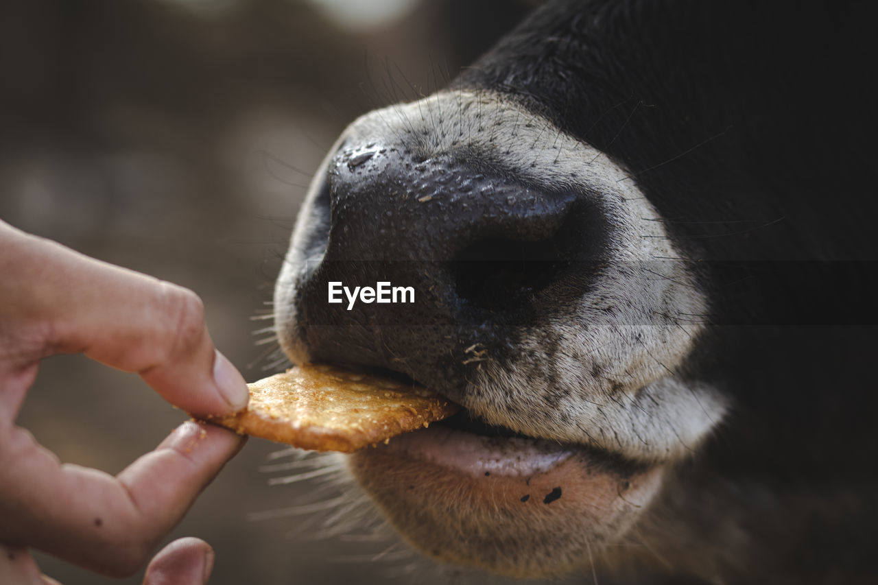 Close-up of hand feeding cow