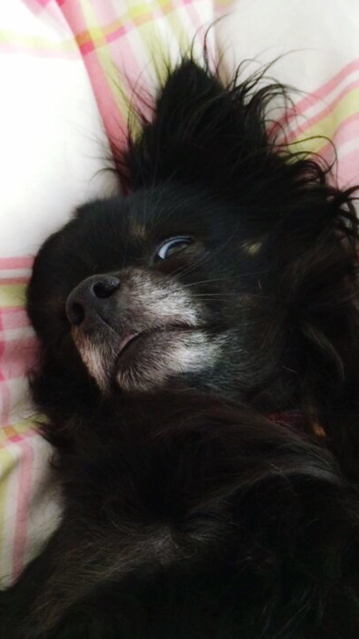 CLOSE-UP PORTRAIT OF A DOG