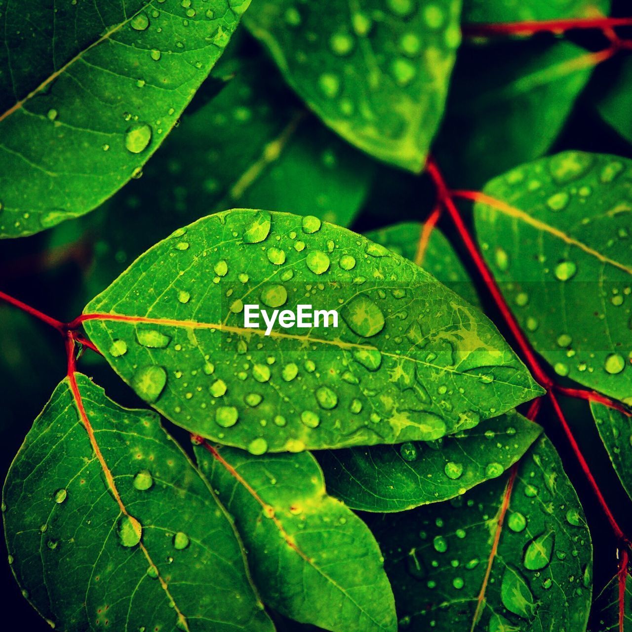 Full frame shot of wet leaves