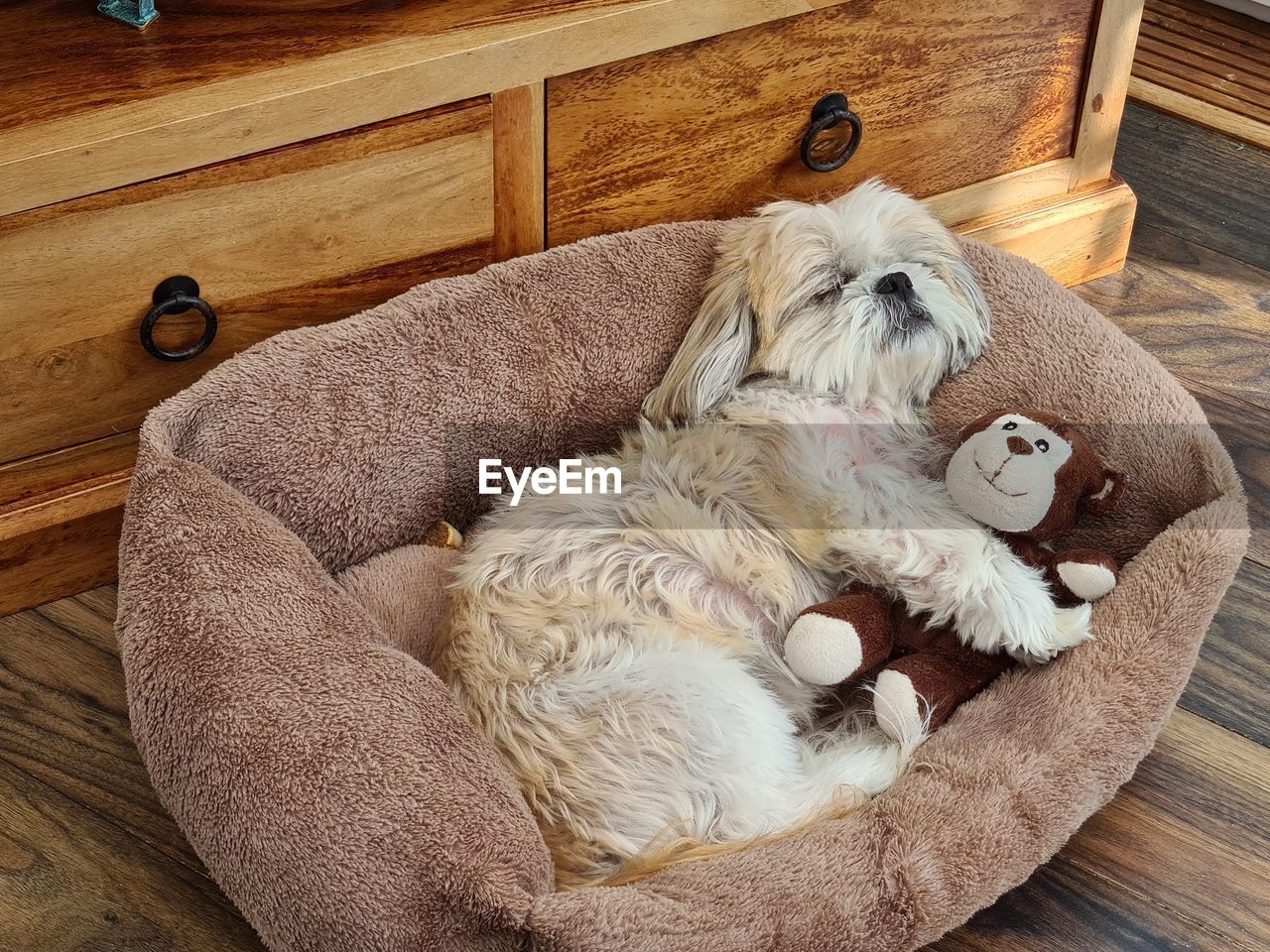 DOG SLEEPING ON A TOY