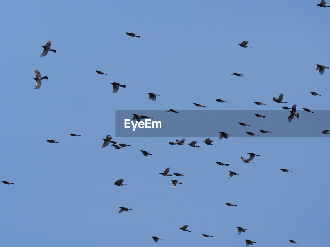 LOW ANGLE VIEW OF BIRDS FLYING