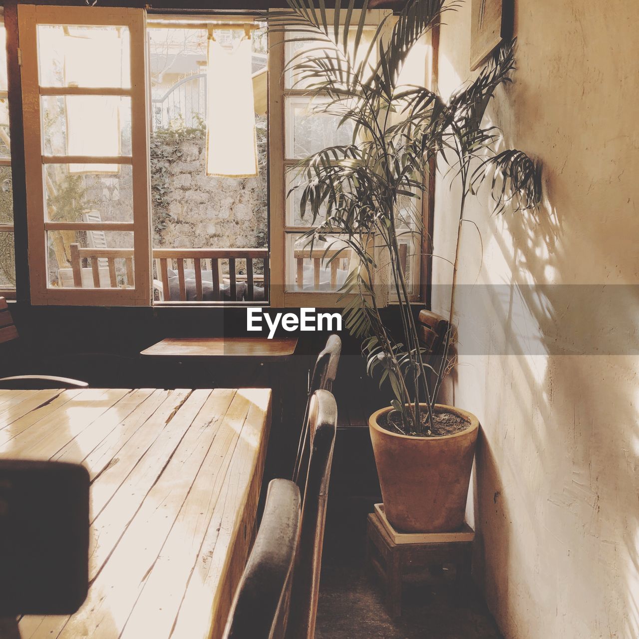 Potted plants on table by window at home