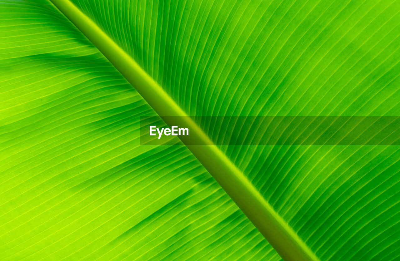 green, leaf, plant part, palm leaf, palm tree, backgrounds, tropical climate, yellow, banana leaf, beauty in nature, close-up, plant, nature, pattern, no people, full frame, frond, line, textured, growth, leaf vein, grass, sunlight, tree, freshness, environment, macro, botany, flower, striped, extreme close-up, circle, abstract, outdoors, vibrant color, lush foliage, foliage