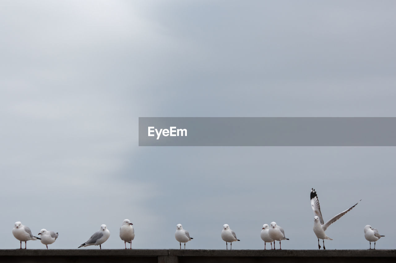 Seagulls perching on railing against sky