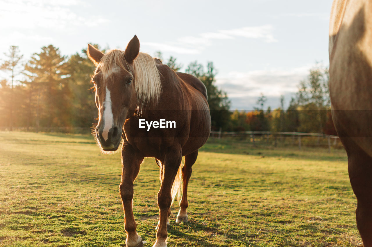 Horse standing in ranch