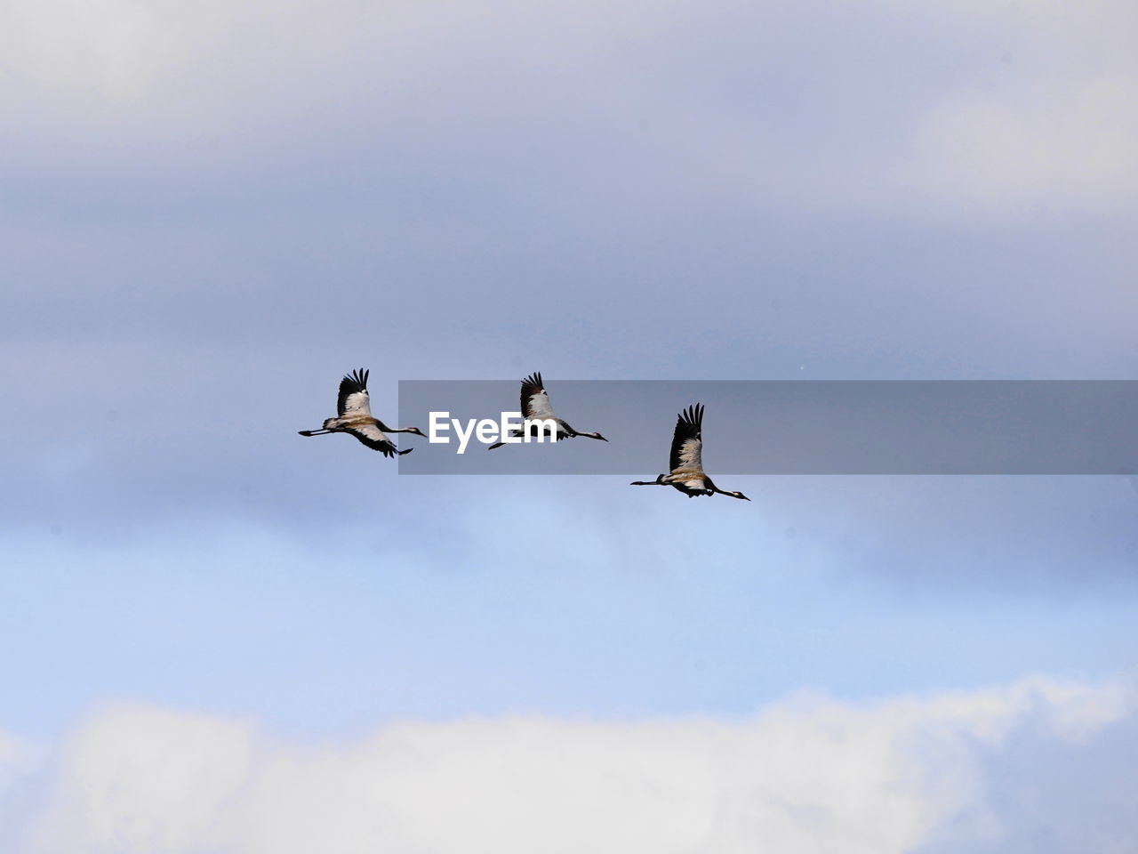 LOW ANGLE VIEW OF BIRDS FLYING IN THE SKY