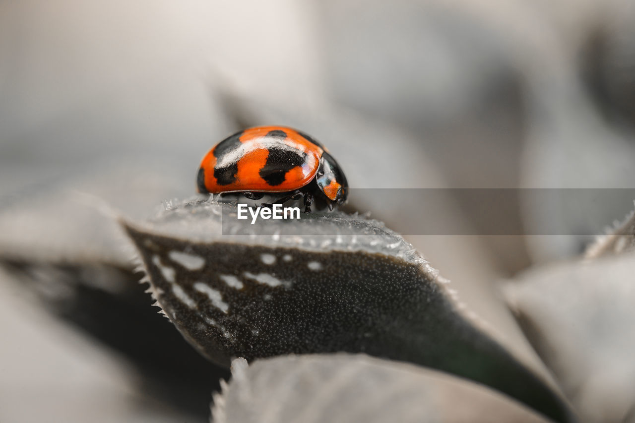 ladybug, animal themes, animal, close-up, animal wildlife, macro photography, beetle, one animal, insect, nature, wildlife, selective focus, spotted, no people, outdoors, red, macro, day