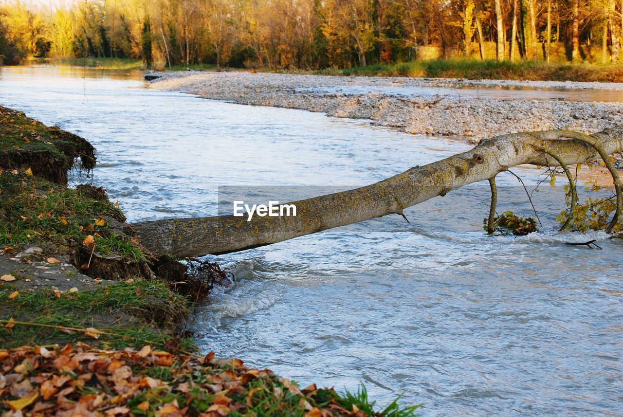 VIEW OF RIVER IN FOREST