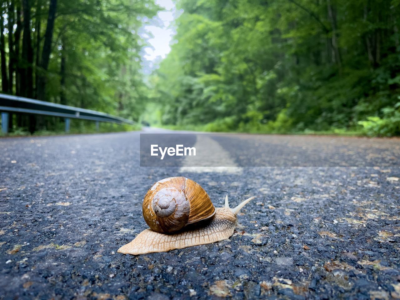 Focus on a snail slowly crossing a road surrounded by green forest in summer