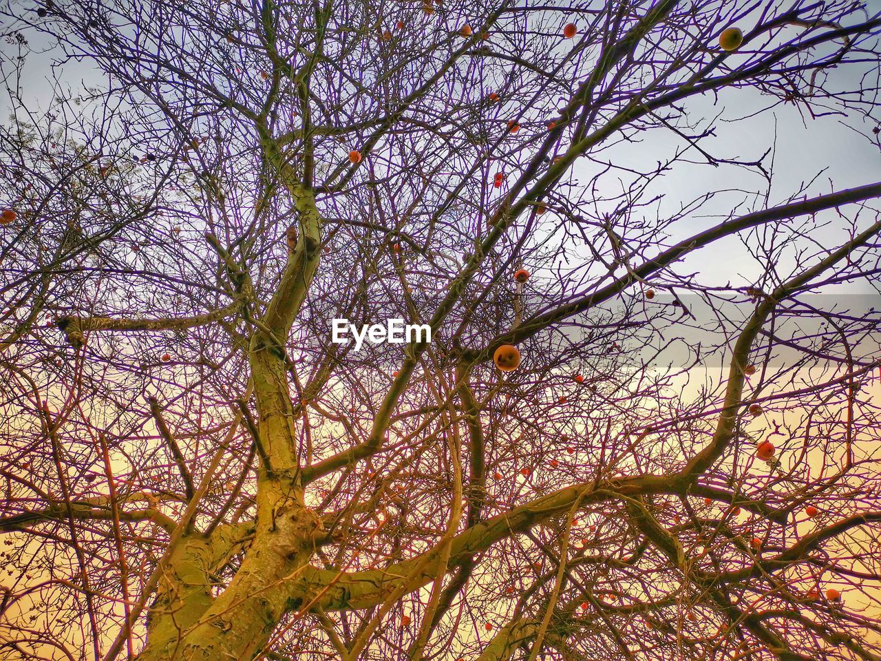 LOW ANGLE VIEW OF TREE AGAINST SKY