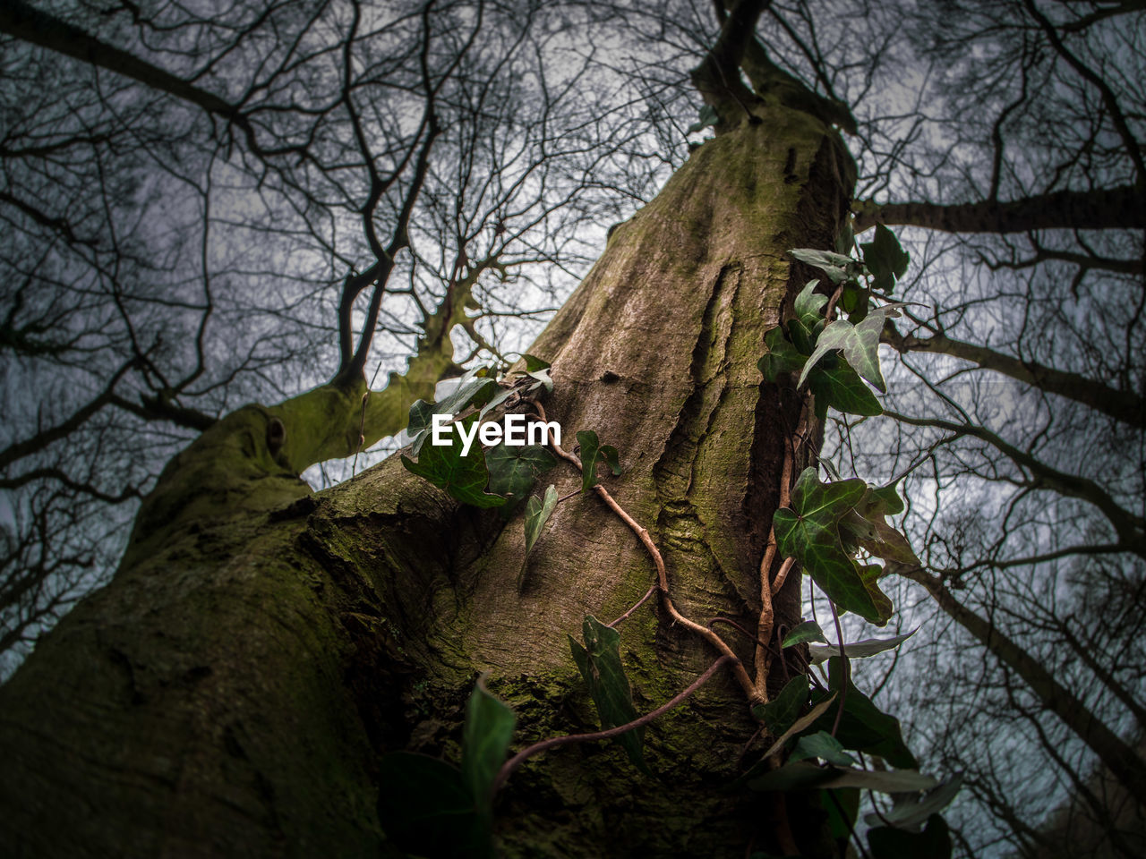 LOW ANGLE VIEW OF DEAD TREE