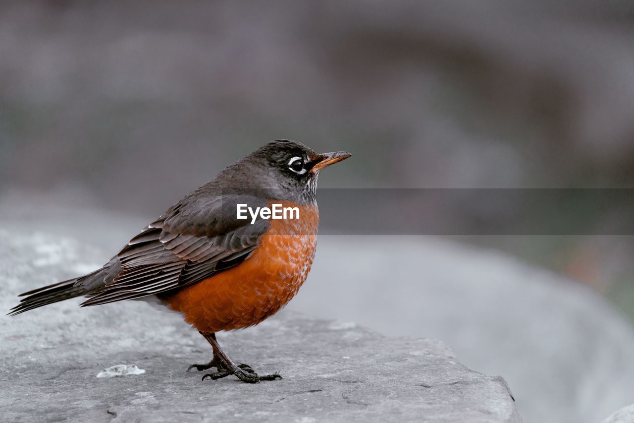 animal themes, animal, bird, animal wildlife, robin, wildlife, one animal, beak, blackbird, nature, full length, songbird, no people, perching, close-up, outdoors, side view, beauty in nature, winter, day, focus on foreground, worm, rock
