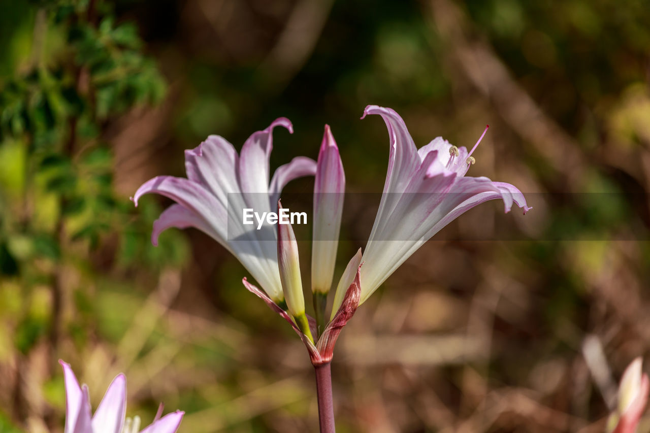 CLOSE-UP OF PURPLE WHITE FLOWER