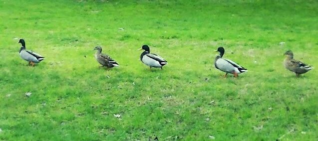 FLOCK OF BIRDS ON GRASSY FIELD