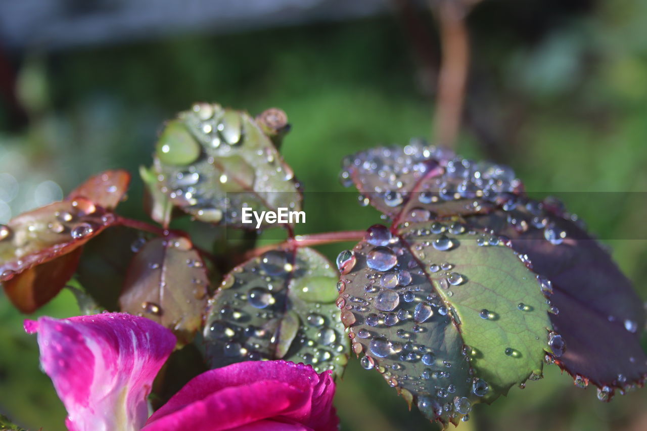 Close-up of water drops on purple flowers