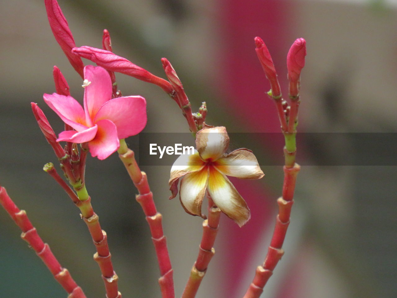 CLOSE-UP OF PINK FLOWER