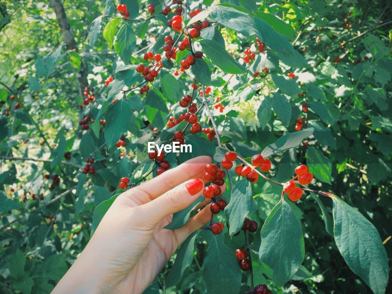 Cropped hand of woman touching red berries on tree