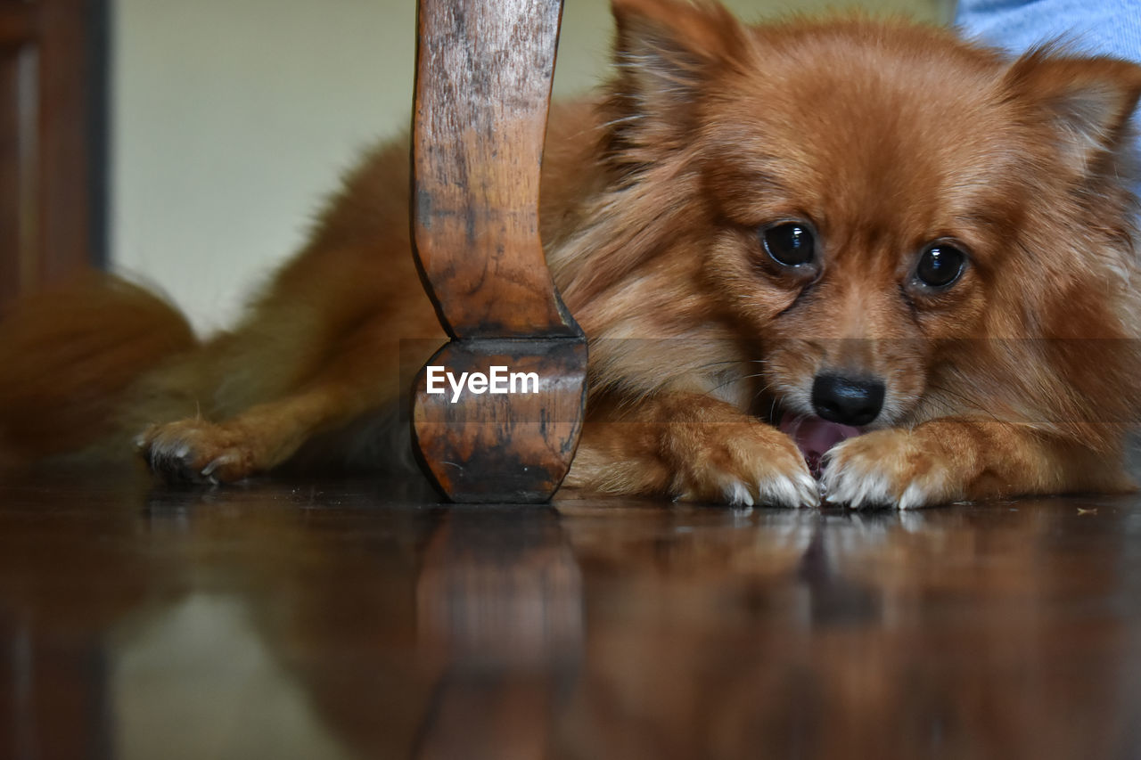 CLOSE-UP PORTRAIT OF DOG ON FLOOR