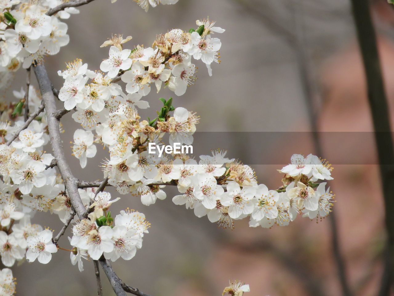 CLOSE-UP OF CHERRY BLOSSOMS