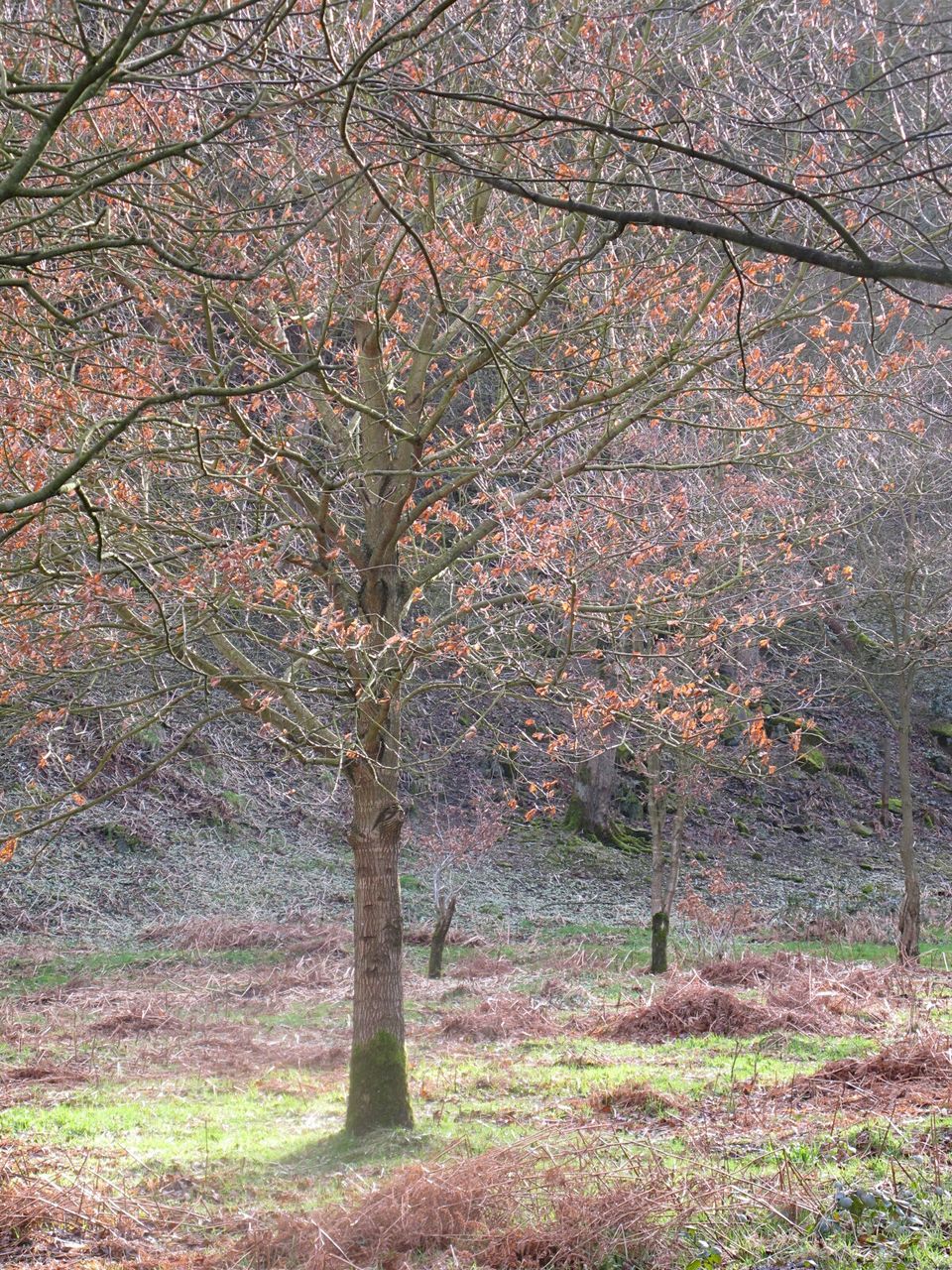 TREES IN SUNLIGHT