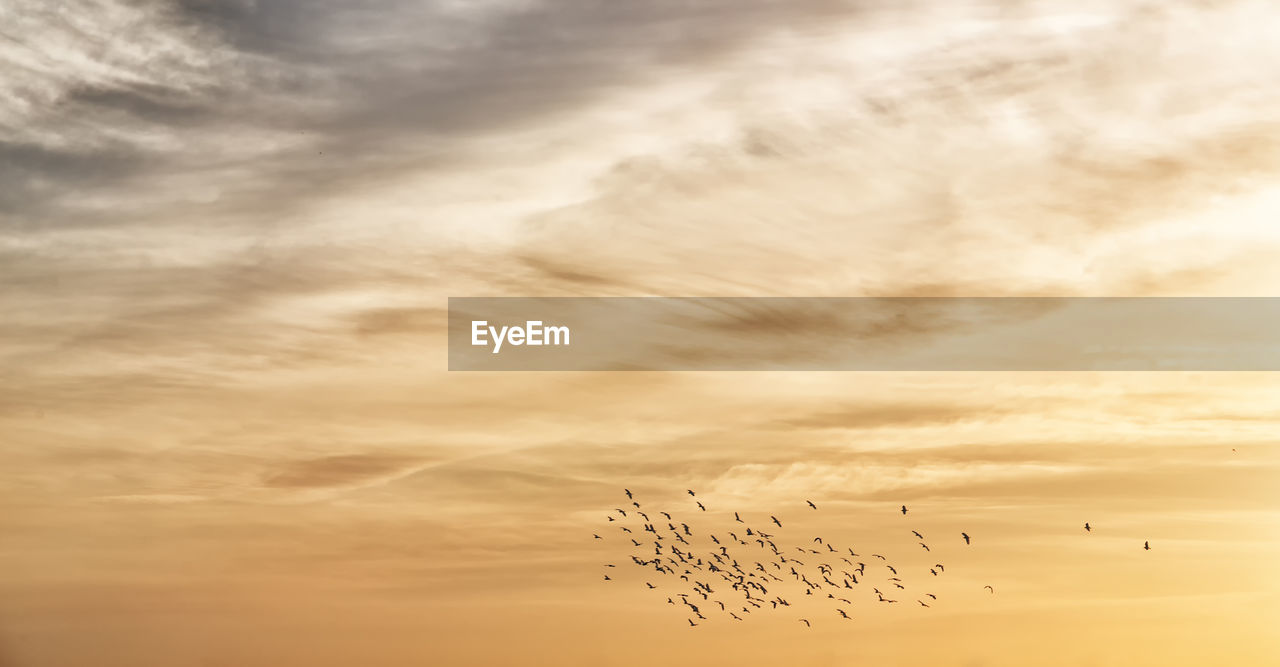 LOW ANGLE VIEW OF BIRDS FLYING AGAINST ORANGE SKY