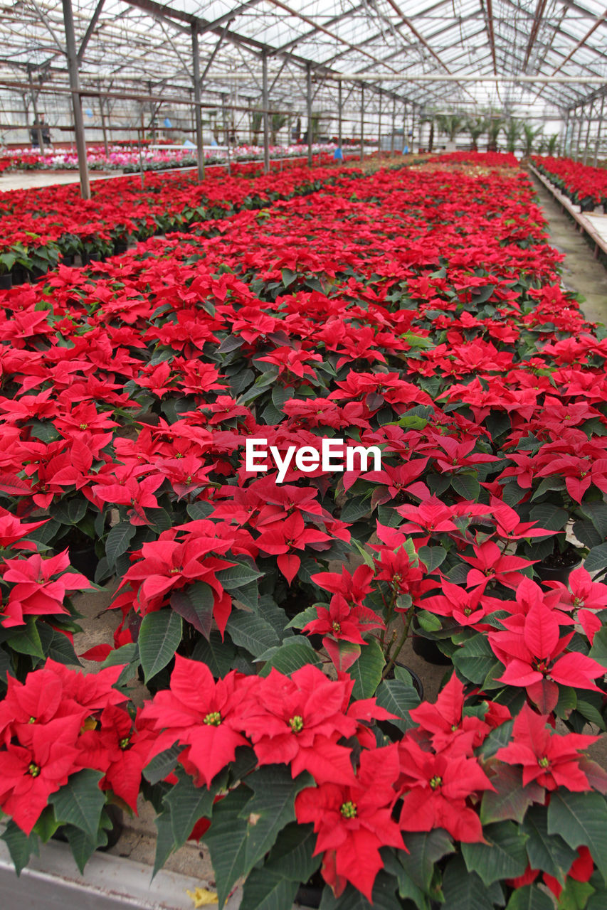 RED FLOWERS IN GREENHOUSE