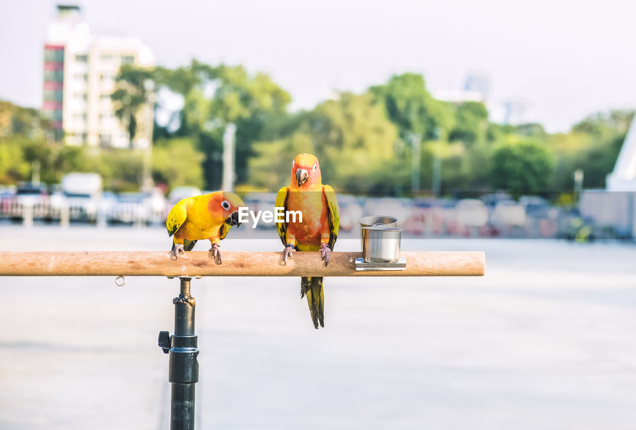 VIEW OF BIRDS PERCHING ON THE EDGE OF A BIRD