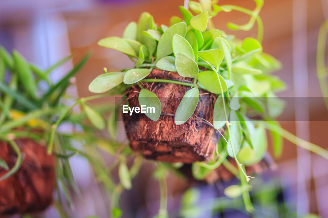 CLOSE-UP OF PLANT AGAINST BLURRED BACKGROUND