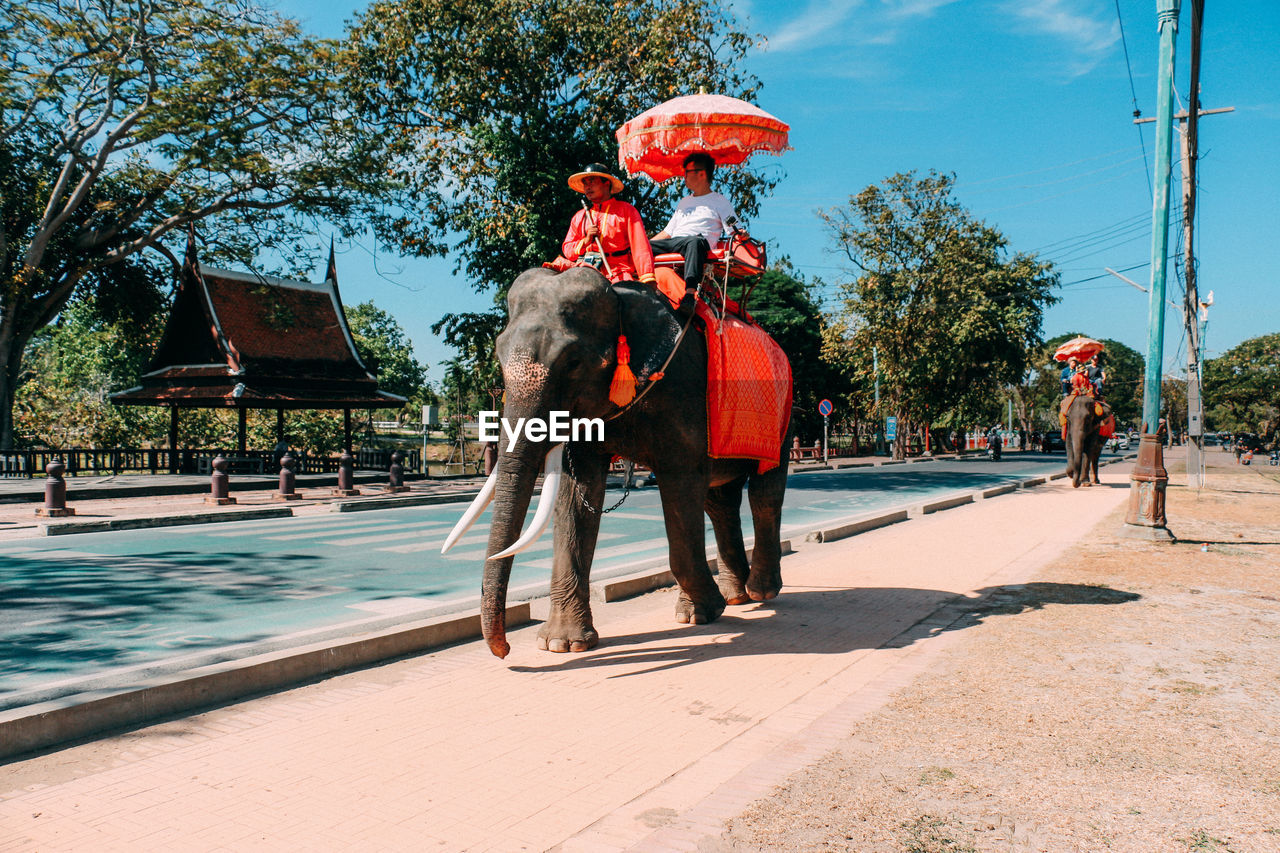 FULL LENGTH OF MAN RIDING ELEPHANT