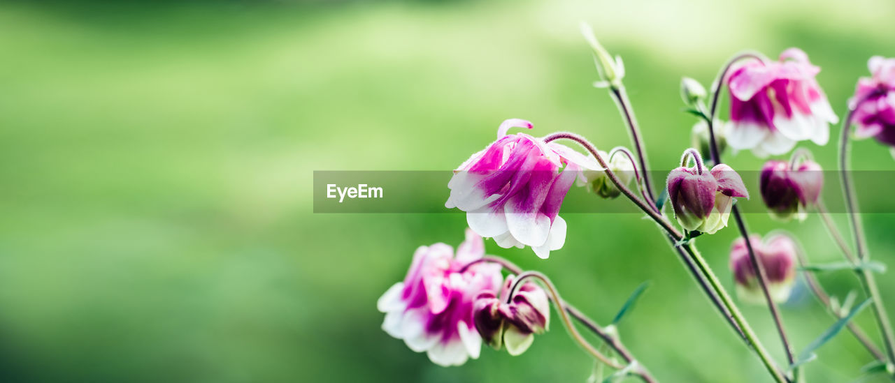 CLOSE-UP OF PURPLE FLOWERING PLANTS