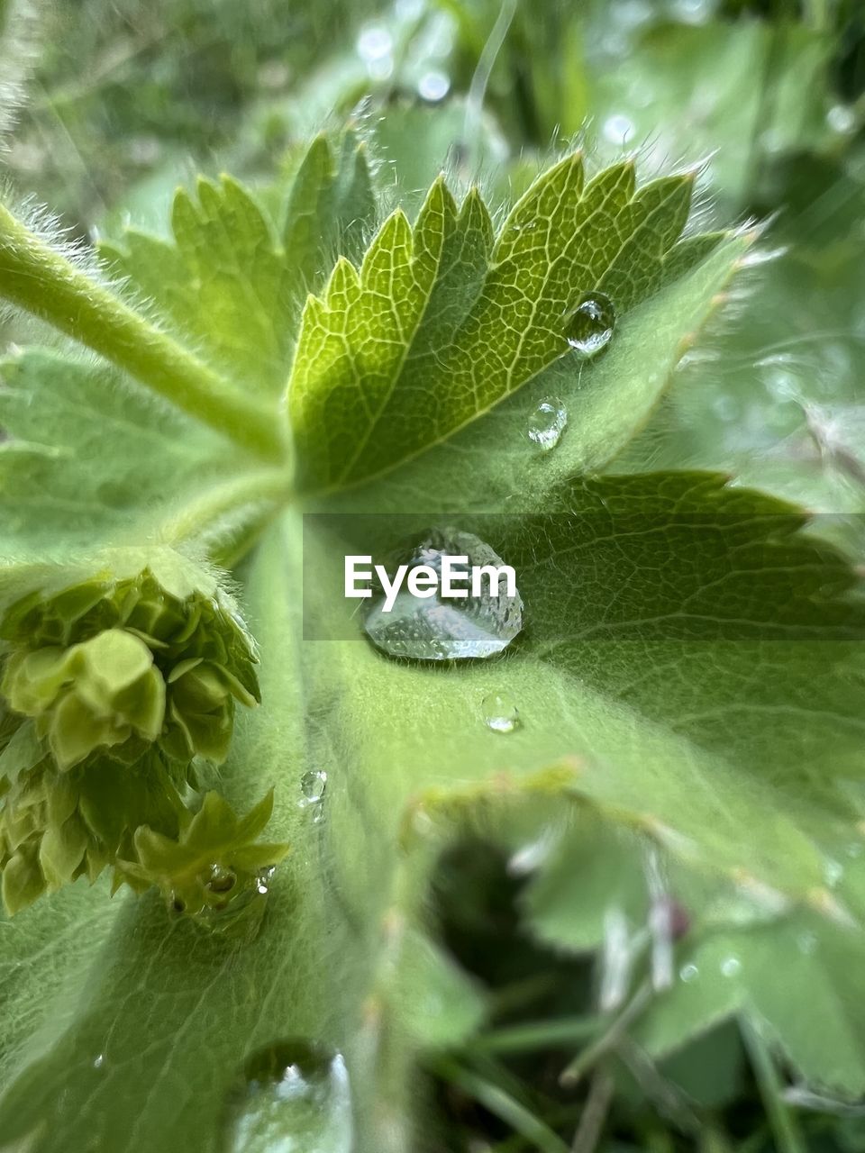 leaf, plant part, green, plant, drop, nature, close-up, water, wet, growth, beauty in nature, freshness, no people, flower, macro photography, outdoors, fragility, dew, day, selective focus, rain, macro, animal, moisture, animal wildlife, animal themes, environment, insect, leaf vein, food and drink