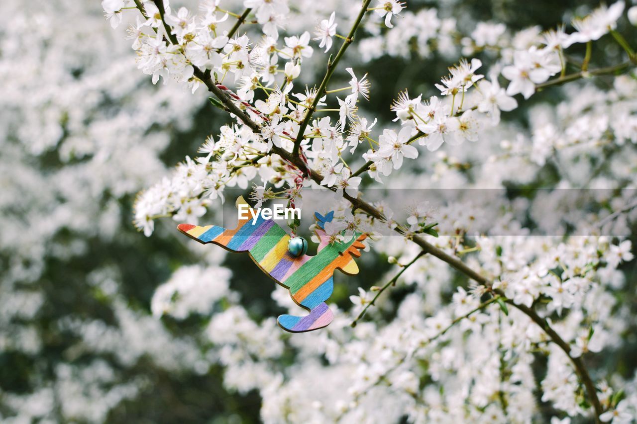 CHERRY BLOSSOM HANGING FROM TREE