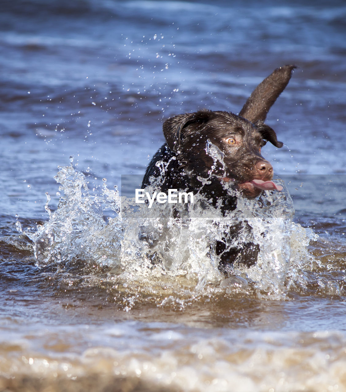 CLOSE-UP OF DOG SPLASHING IN WATER